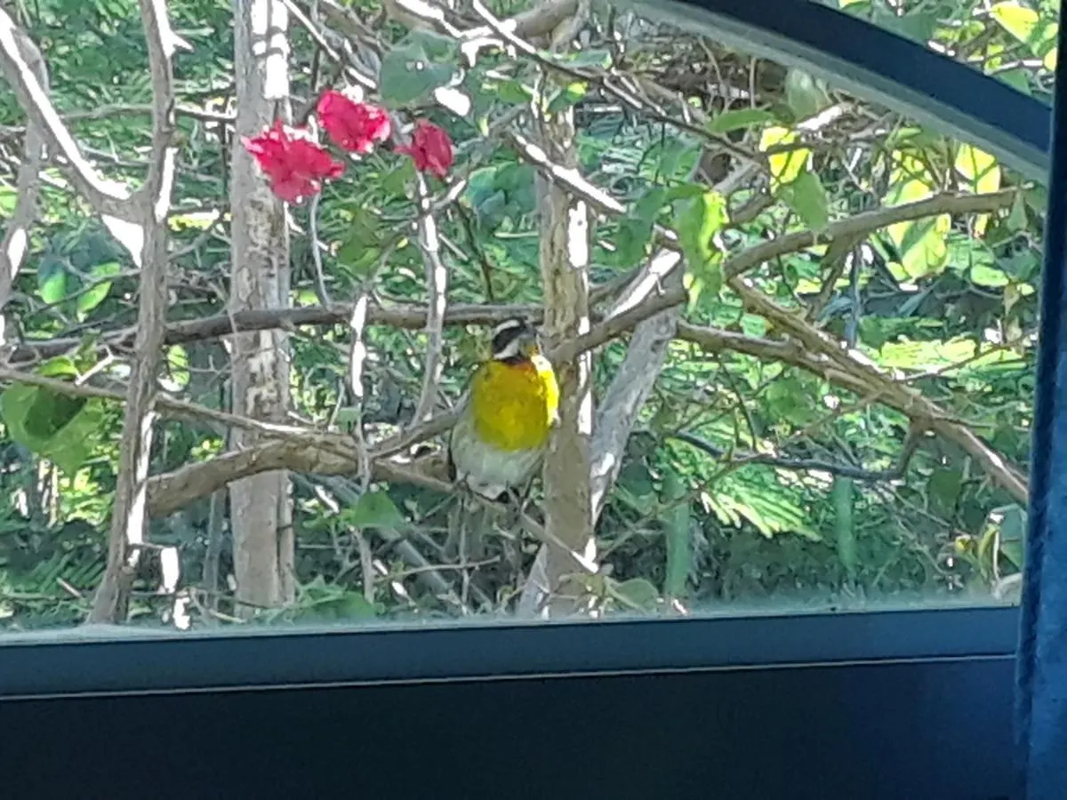 The Yellow House: Fully Equipped, Spectacular Beach View Villa Manati