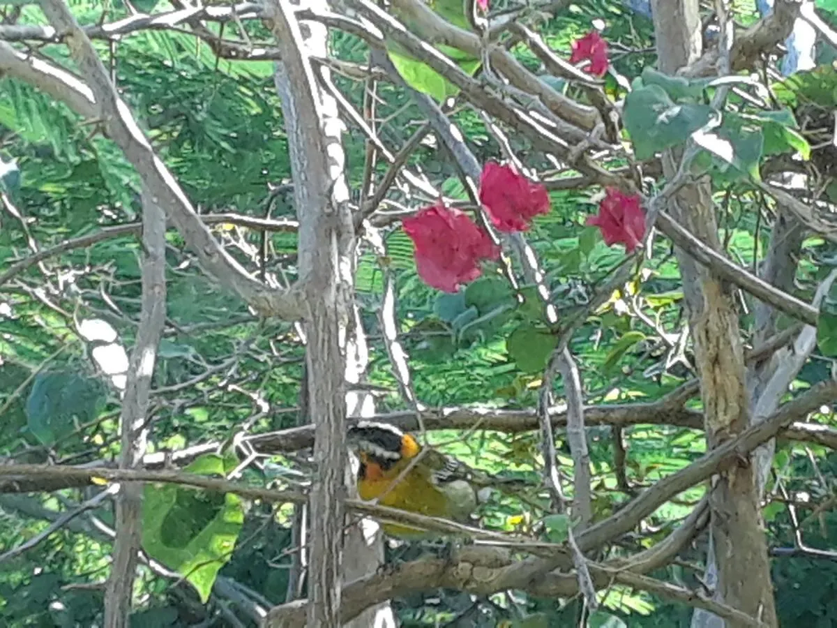 Holiday home The Yellow House: Fully Equipped, Spectacular Beach View Villa Manati