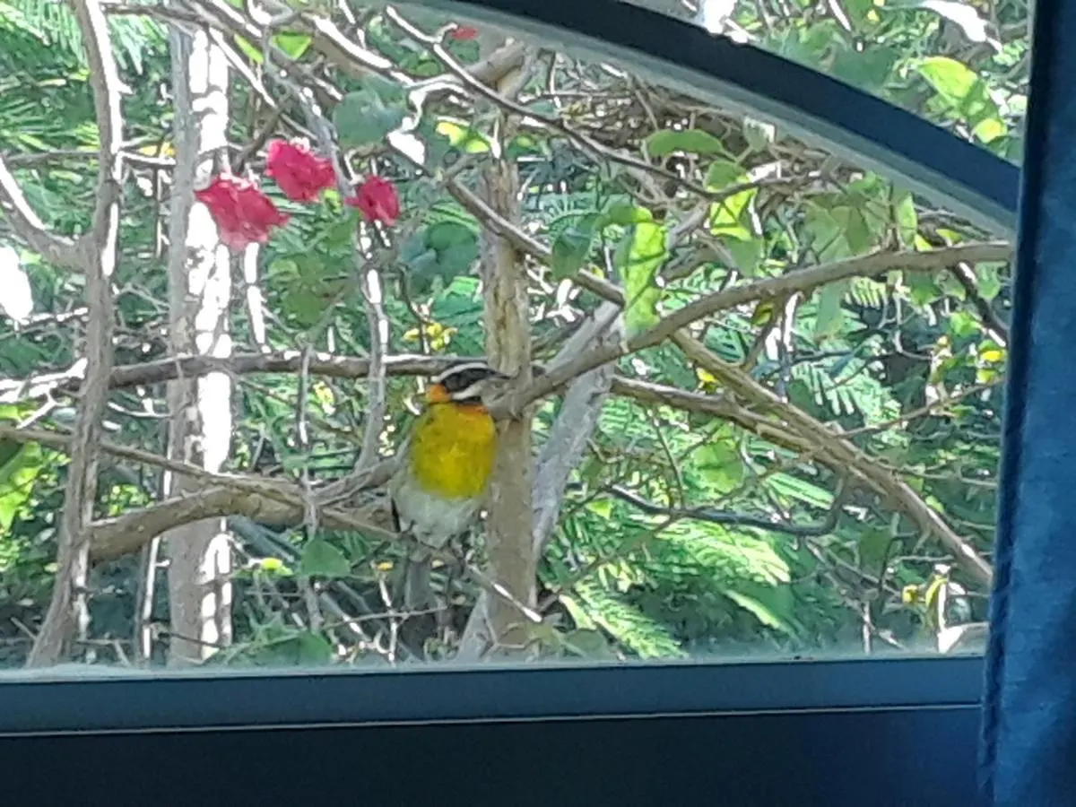 The Yellow House: Fully Equipped, Spectacular Beach View Villa Manati